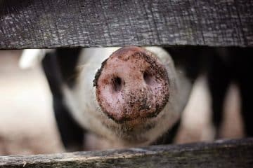 Choisir l'abreuvement idéal pour les élevages : les clés du succès